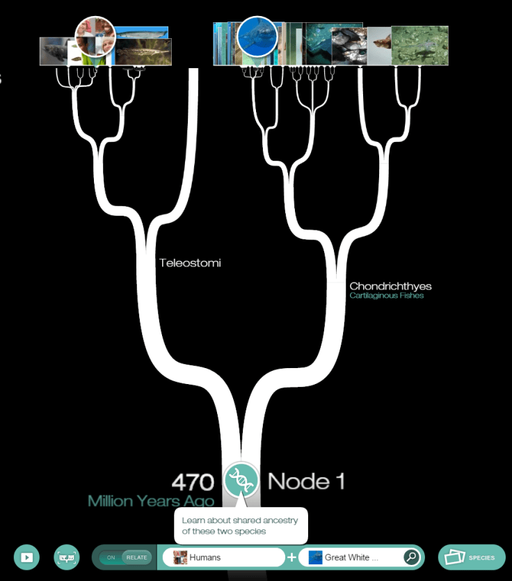 HumanGreatWhiteShark